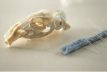 The skull of a guinea pig compared to the glass micropipettes